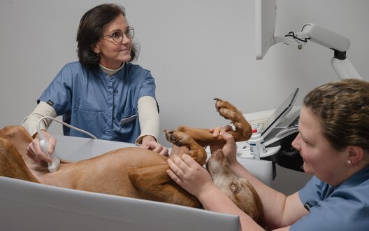 Eine Frau untersucht einen Hund mit einem Ultraschall-Gerät. | © BIS Bremerhaven/ W. Heumer 