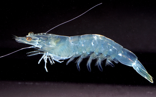 gezeigt wird eine Garnele | © Alfred-Wegner-Institut / Mirko Bögner